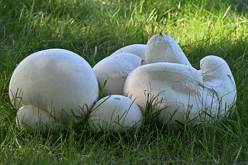 Giant puffball mushrooms on lawn in Connecticut, late summer/early fall