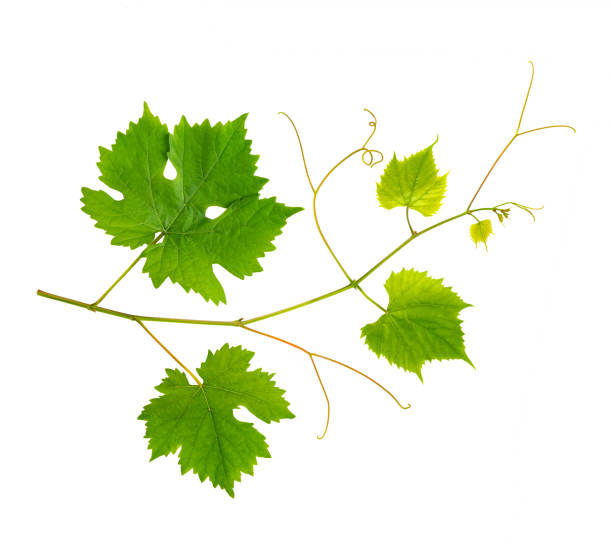 istock Branch of grape vine on white background 1425287245