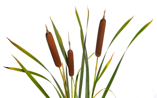 istock Three reeds and cattail dry plant isolated white background 1425287330