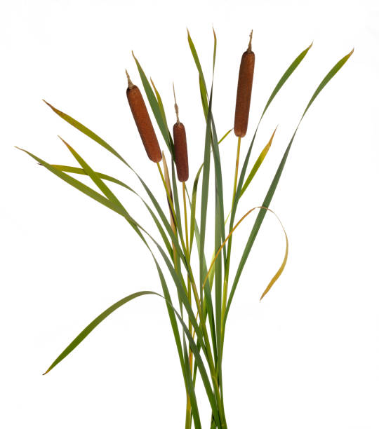istock Three high reeds and cattail dry plant isolated white background 1425287363