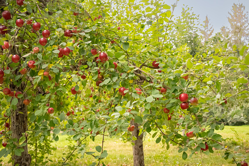 Ripe apples at the orchard on a warm autumn day. Apple picking