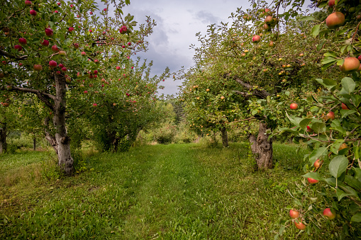 Beautiful apple orchard in autumn season