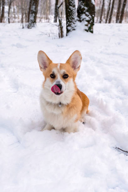 istock Welsh Corgi Pembroke in the winter forest 1425289248