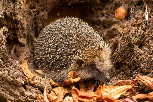 Hedgehog, Scientific name: Erinaceus Europaeus. Close-up of a wild, native, European hedgehog in Autumn facing right and emerging from natural woodland habitat. Horizontal.  Space for copy.