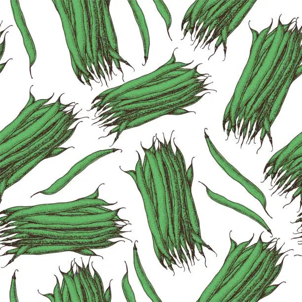 Vector illustration of French bean seamless pattern. Hand drawn background. Vector illustration. Color illustration. French bean vegetable hand drawn backdrop.