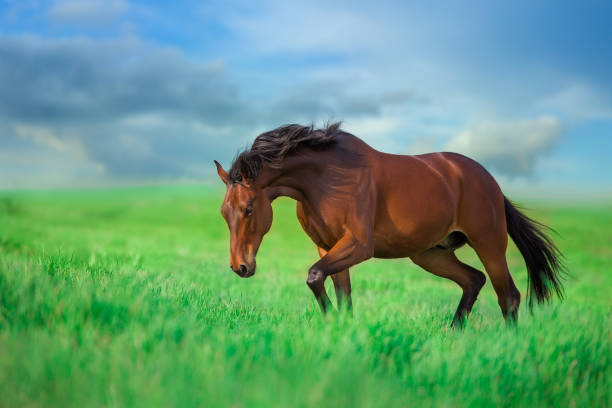 istock Horse run on green field 1425293825