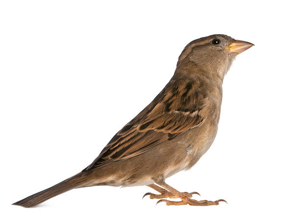 istock female House Sparrow - Passer domesticus (5 months old) 142529400