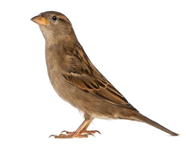 istock female House Sparrow - Passer domesticus (5 months old) 142529406
