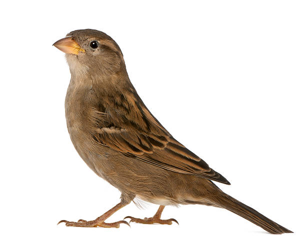 istock female House Sparrow - Passer domesticus (5 months old) 142529421