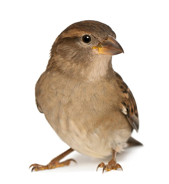 female house sparrow - passer domesticus (5 months old) - house sparrow stockfoto's en -beelden