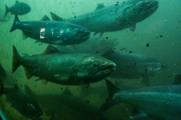 PNW Salmon Salmon run up stream through the ladder at the Ballard locks. ballard-seattle stock pictures, royalty-free photos & images