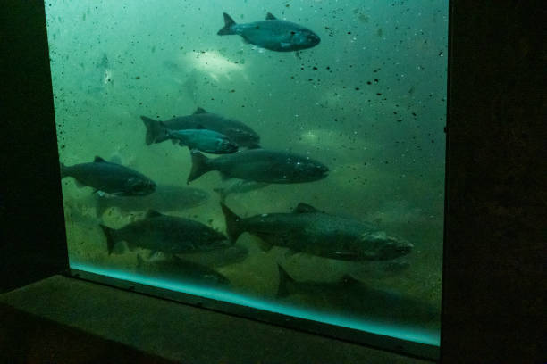 Ballard Locks Salmon run up stream through the ladder at the Ballard locks. ballard-seattle stock pictures, royalty-free photos & images