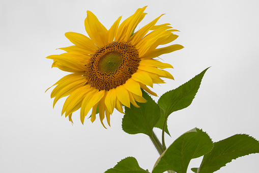 Large, vibrant sunflower against a white background