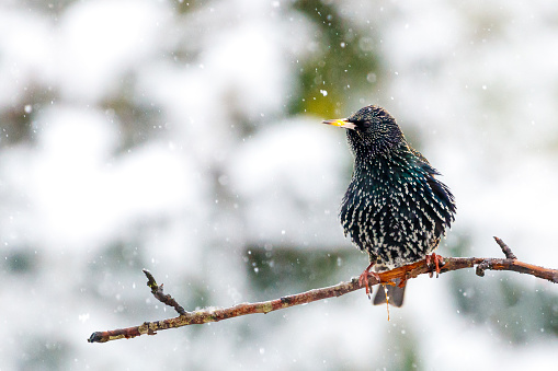 Starling in winter sitting on a beach while it was snowing
