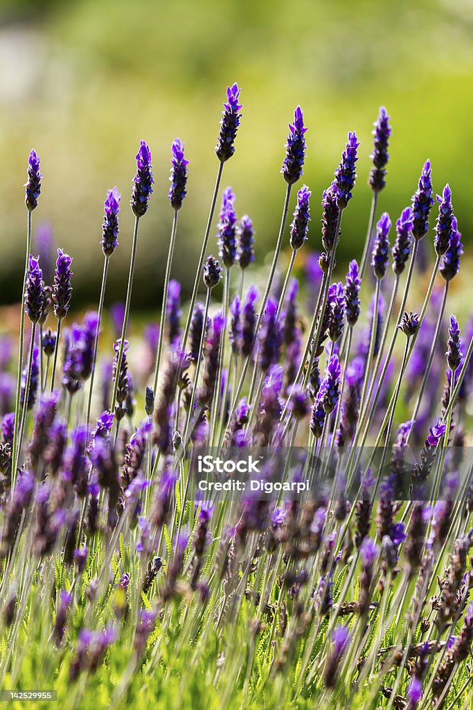 Lavender Closeup of lavender flowers Beauty In Nature Stock Photo