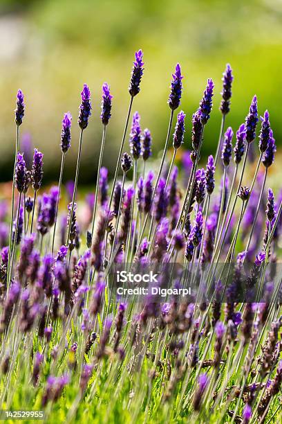 Lavender Stock Photo - Download Image Now - Beauty In Nature, Close-up, Flower