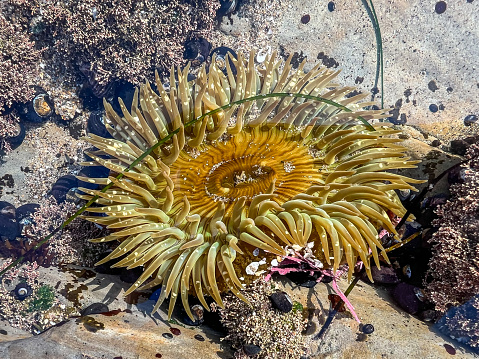 Sea creatures on the Pacific beach at California during the low tide