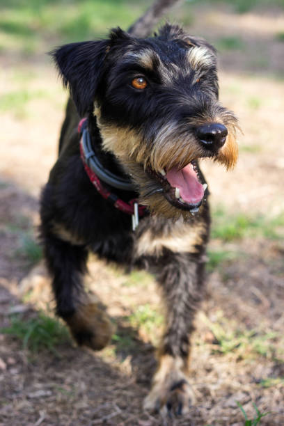 istock Sweet little dog 1425301371