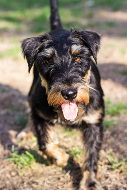 istock Sweet little dog 1425301372