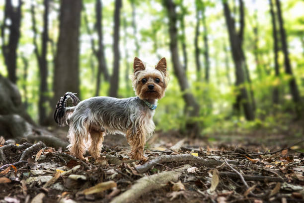 Dog. Yorkshire terrier. Portrait of a smiling purebred dog in a nature park. The theme of animals.
