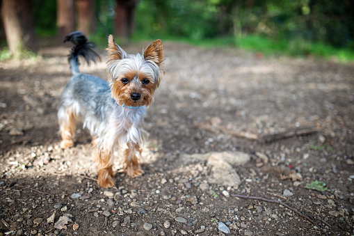 A yorkie looking to play and sticking his tongue out.