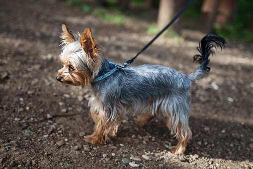Yorkshire Terrier on the dog playground.