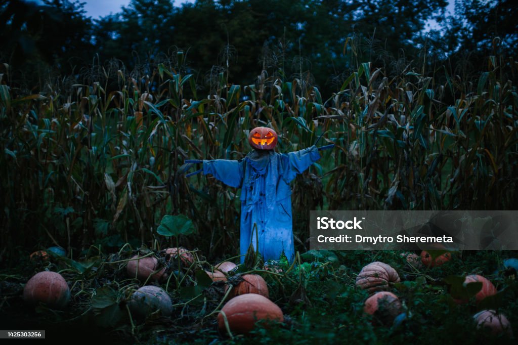 Scary pumpkin scarecrow in a cornfield at night. Halloween holiday concept. Scarecrow - Agricultural Equipment Stock Photo