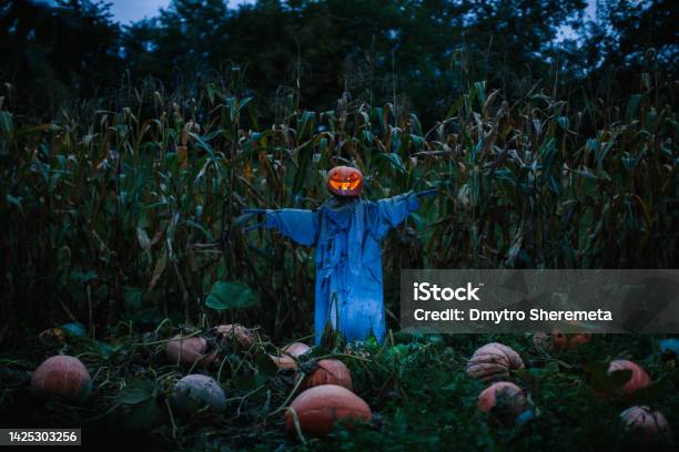 Scary Pumpkin Scarecrow In A Cornfield At Night Halloween Holiday Concept Stock Photo - Download Image Now