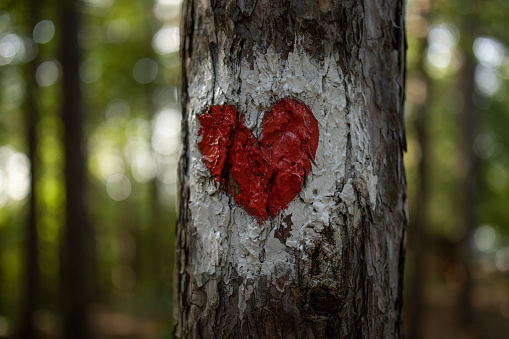 Heart shape on a tree indicating a health walk route in the woodland