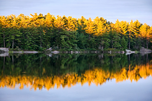 The tops of the pine trees and their reflections on Crab Lake in the Kawartha Highlands Park, are glowing yellow as the setting sun lights them up.
