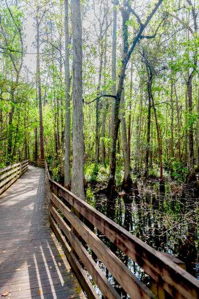 istock During the COVID-19 pandemic, or anytime you need it, finding Peace may be as easy as taking a stroll on a boardwalk through the Woods - this location is a cypress swamp in the Shingle Creek Park & Preserve near Kissimmee, FL 1425308082