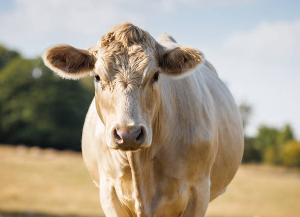 Charolais cow portrait in sunny field stock photo
