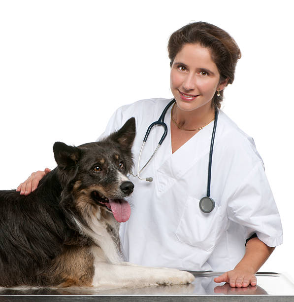 istock Vet standing next to a Border collie 142531107