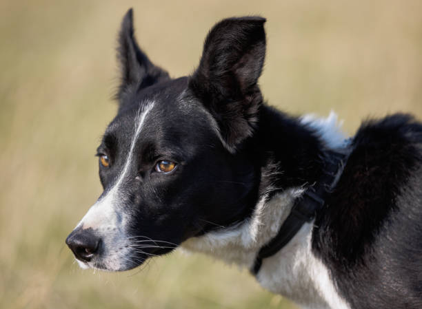 Headshot of cute border collie sheepdog with lopsided ears stock photo
