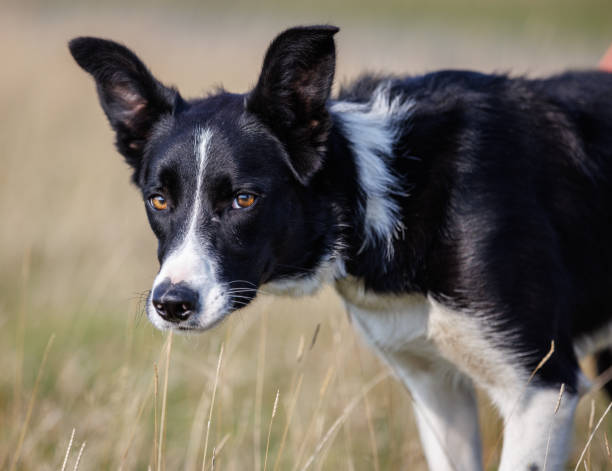 Headshot of cute border collie sheepdog in field, looking at camera stock photo