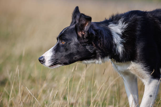 Side profile shot of border collie sheepdog working in field stock photo
