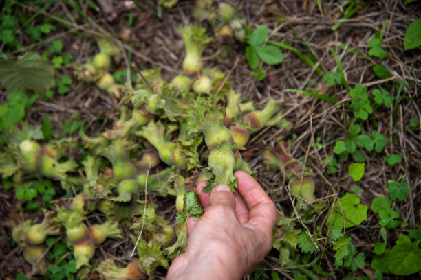 Green natural fresh hazelnut