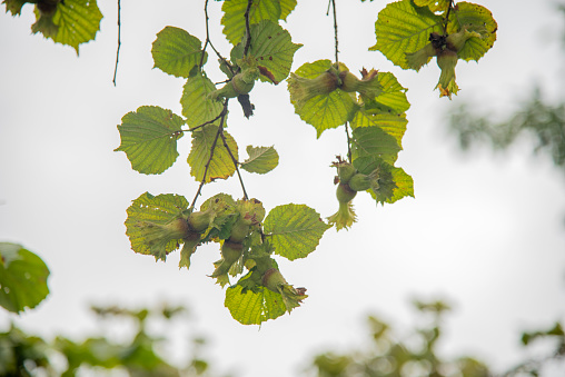 Disease of leaves and vines of a grape close up of defeat of rot and parasites. The concept of protecting the industrial plant of grapes