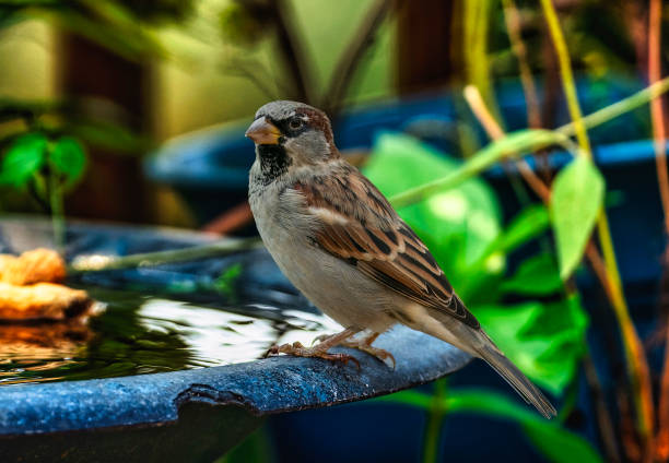 istock Common Sparrow on the edge of the bird bath 1425316840