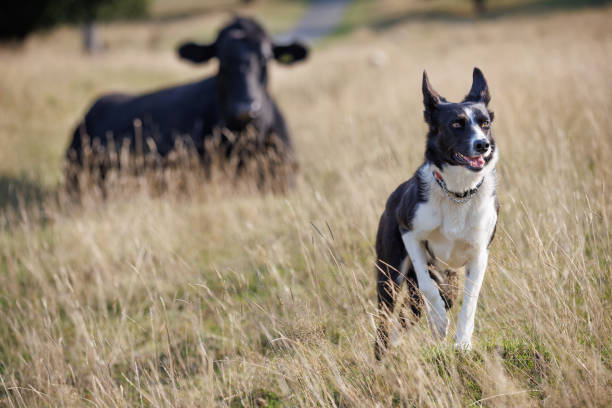 Happy border collie dog walking through field, black cow behind stock photo