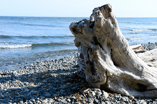 Walking along the beach, the drift wood and wall of sand protected the estuary from the surf.