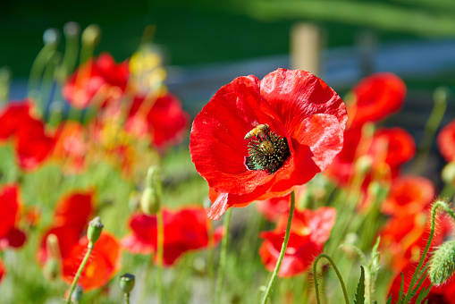 Poppies and a bee in a rural setting.