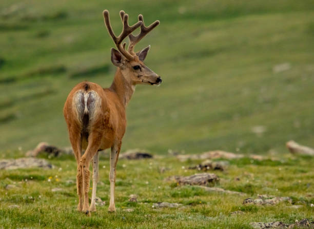 istock Mule Deer Looks Out Over The Tundra 1425320495