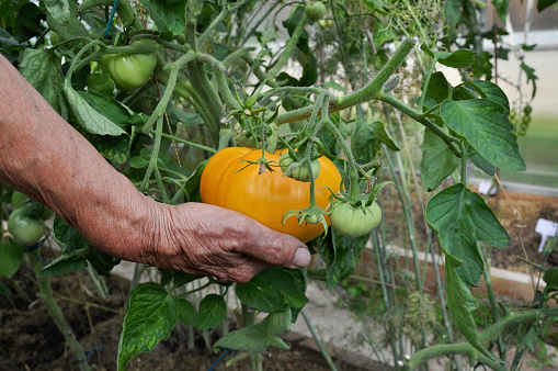 hand holding a yellow tomato on brunch in the garden