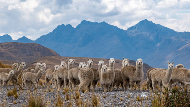 alpagas - alpaca fotografías e imágenes de stock