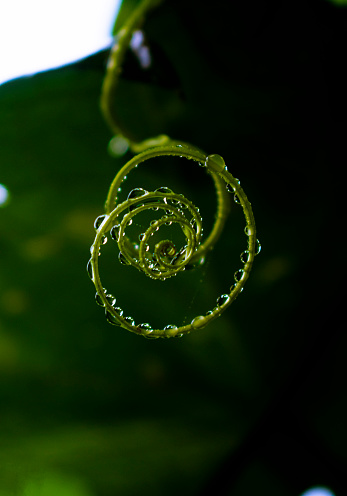 Water Drops on a twirled Vine - Rain Droplets
