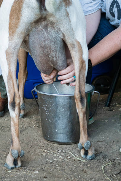 istock Girl hand milking a dairy goat. 1425323664