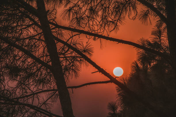 istock Scenic view of Sunset through Pine Trees - Orange Sky & Tree Silhouettes 1425323678