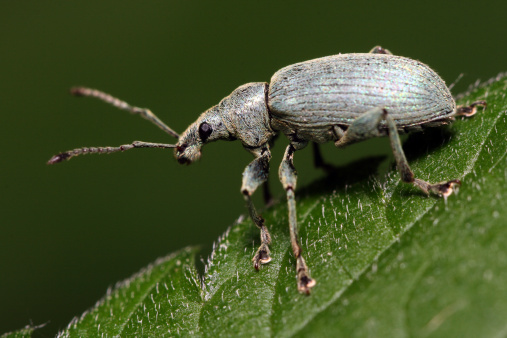 The green bug (Sphenophorus striatopunctatus) with short fibers sits on green sheet. Macro..