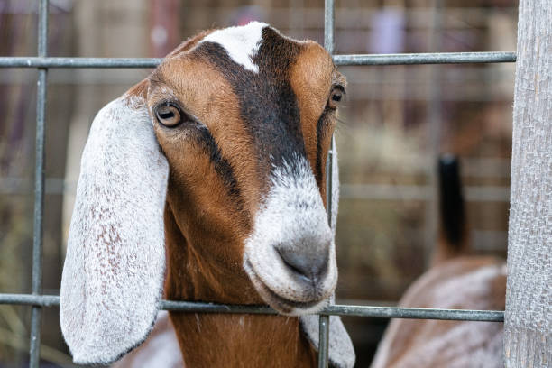 istock Portrait of a cute goat. 1425324770